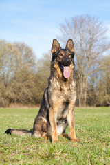 German shepherd