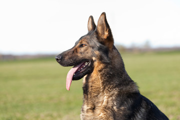 German sheepdog portrait