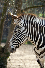 Fototapeta na wymiar Zebra, paticular