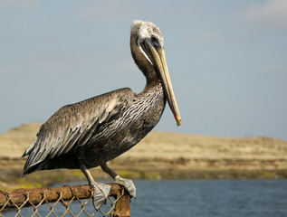 Pelican perched on fence