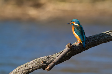 martin pecheur sur une branche