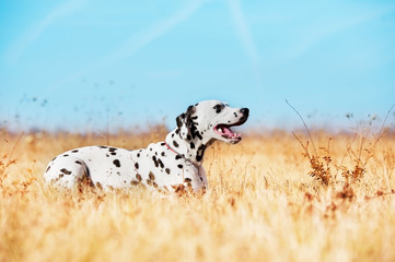 Beautiful Dalmatian dog - obrazy, fototapety, plakaty
