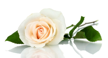 Fototapeta premium Cream rose with leaves isolated on white