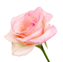 Beautiful pink rose isolated on white