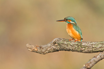 martin pecheur sur sa branche