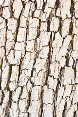 Bright bark texture