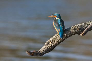 martin pecheur sur une branche