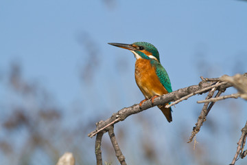 martin pecheur sur une branche
