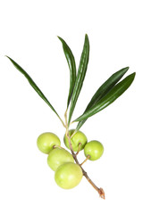 Obraz premium The branch of fresh olives