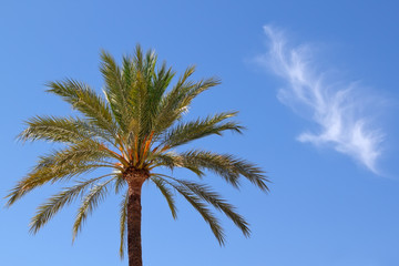 palm against sky