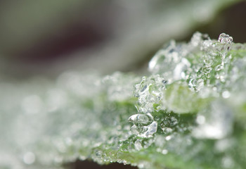 Hoarfrost