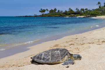 Beach with Turtle