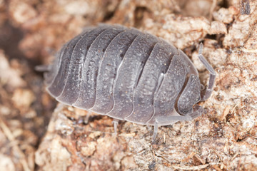 Pillbug on wood, extreme close-up with high magnification