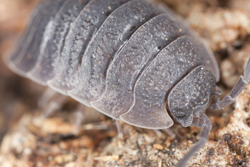 Sowbug on wood, extreme close-up