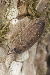 Woodlouse sitting on tree, extreme close-up