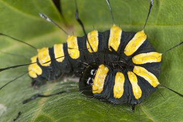 alder moth larvae, acronicta alni
