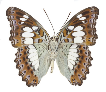 The Commander Butterfly (Moduza procris)