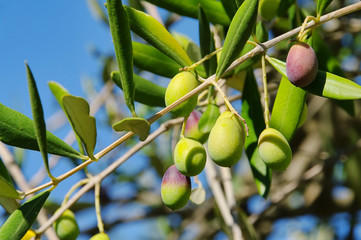 Olive 39