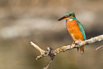 martin pecheur sur une branche