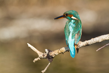 martin pecheur sur sa branche