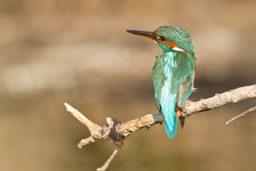 martin pecheur perché