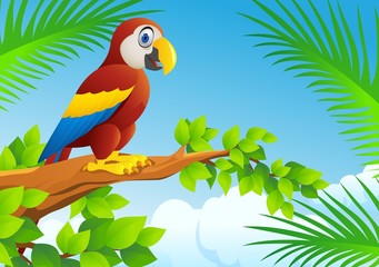 Macaw bird cartoon