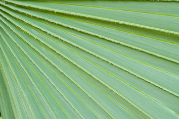 Sugar palm leaf