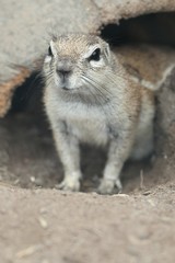 Cute Ground Squirrel
