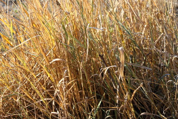 осенняя трава