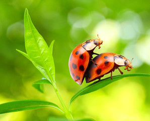 Love-making ladybugs couple on a tea leaf. Love metaphor.