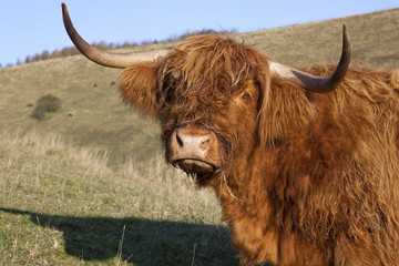 sad looking highland cow