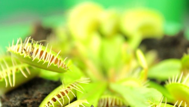 Venus flytrap ( Dionaea muscipula ), carnivorous plant