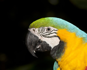 blue and yellow macaw parrot portrait