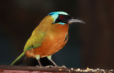 Blauscheitelmotmot (Momotus momota) - Tobago Forest Reserve