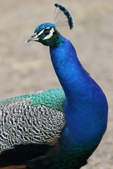 Obraz premium Peacock Bird