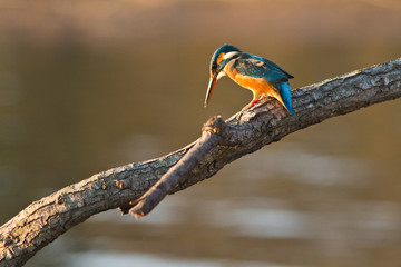 martin pecheur perché
