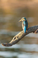 martin pecheur perché