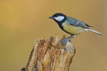 mésange charbonnière
