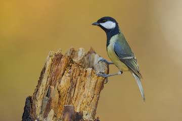 mésange charbonnière