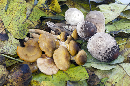 autumnal composition with mushrooms