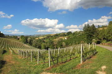 Fototapeta na wymiar Wzgórza i winnice w Piemoncie. Północne Włochy.