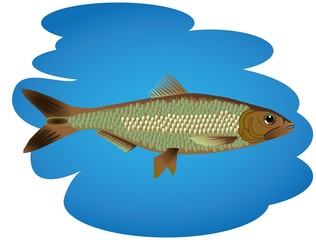 illustrated fish