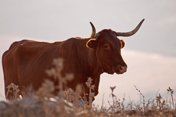 Cow in summer in a field, Spain