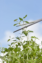 Fresh oregano (Origanum vulgare)