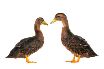 ducks