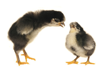 chick