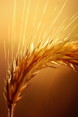 Wheat macro