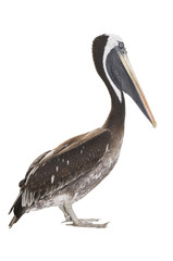 pelican profile