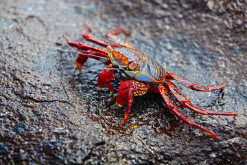 Sally lightfoot crab on Galapagos