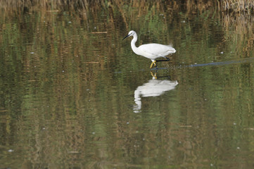Little egret hunting in shallow water,